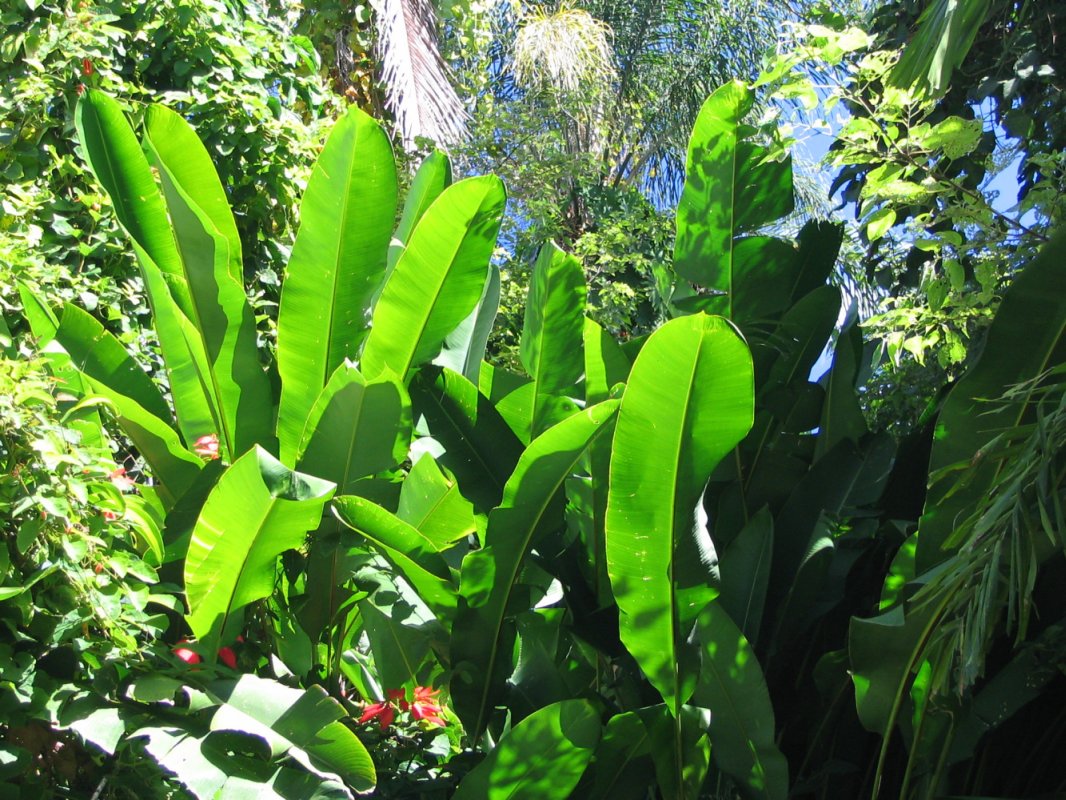 Deco: Banana trees